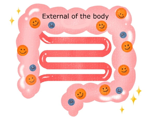 gut, external of the body