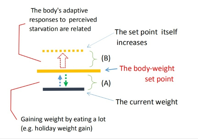 The two distinct processes behind weight gain