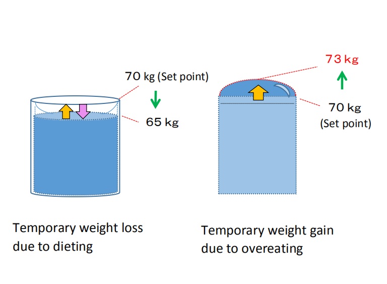 The body-weight set point has not changed