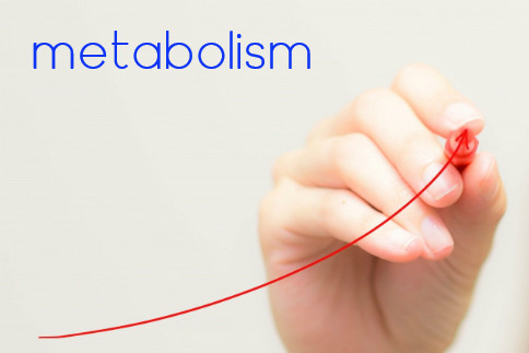 metabolism2.jpg